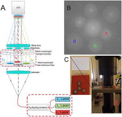 Multiwavelength Digital Holographic Imaging and Phase <mark class="highlighted">Unwrapping</mark> of Protozoa Using Custom Fiji Plug-ins